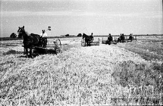 THM-BJ-05963 - Aratás a bölcskei termelőszövetkezetben az 1960-as években 