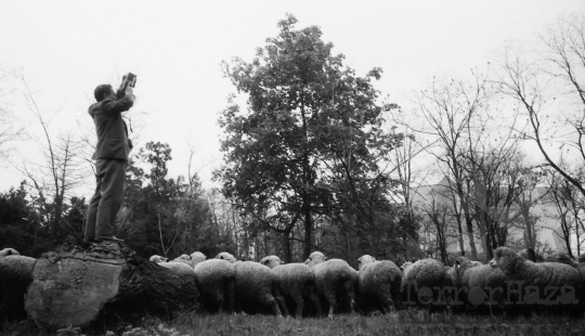 THM-BJ-08449 - Alsótengelici Állami Gazdaság az 1960-as években